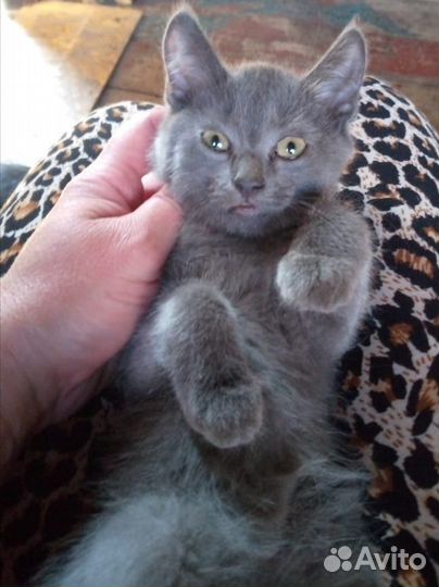 Британские котята