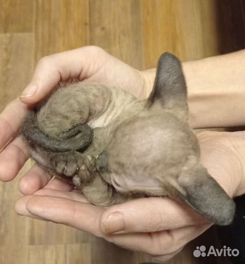 Велюровые котята