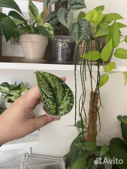 Сциндапсус триколор, треби