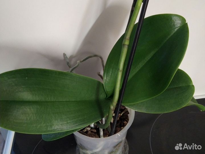 Орхидея фаленопсис