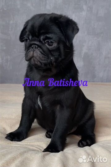 Мопсы черные
