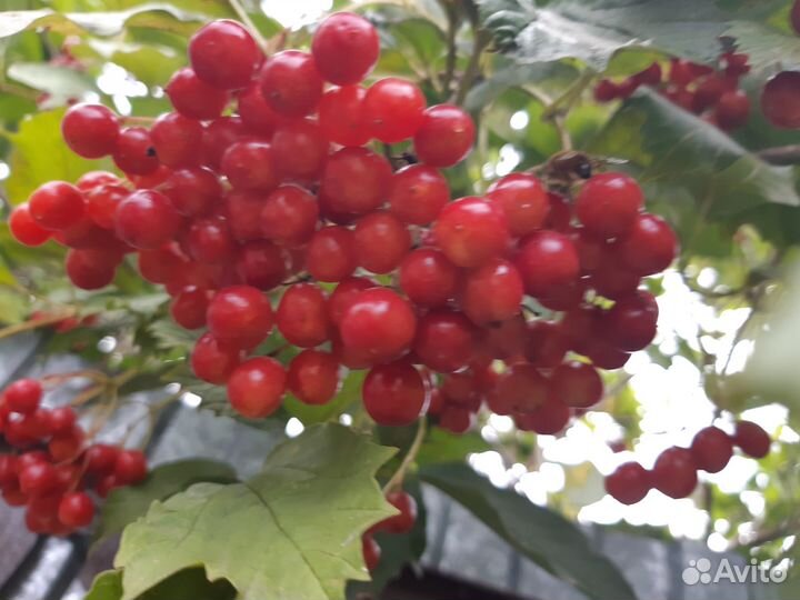 Калина ягода
