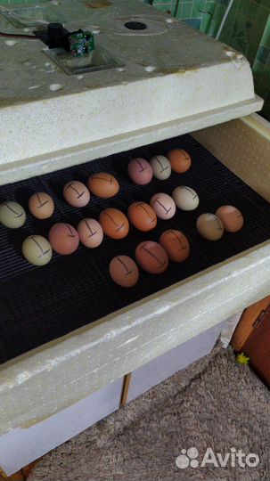 Инкубационное яйцо кур доминант