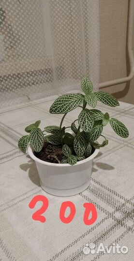 Продаю цветы