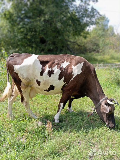 Корова дойная