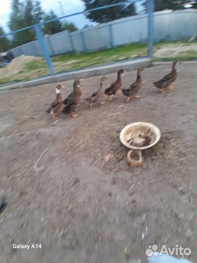 Подсадные утки