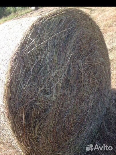 Сено в рулонах
