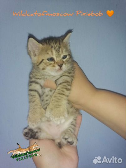 Пиксибоб котята рысята