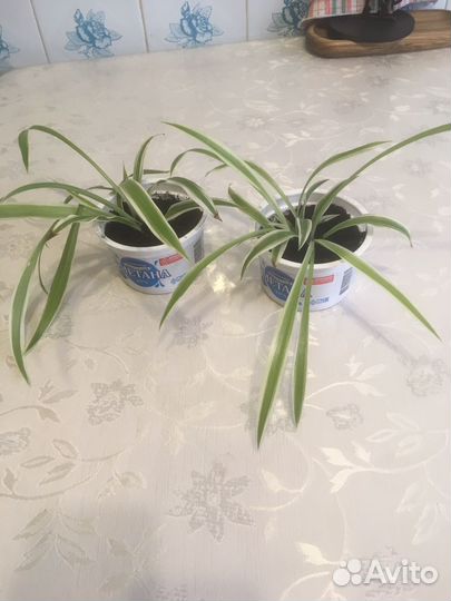 Хлорофитум кудрявый