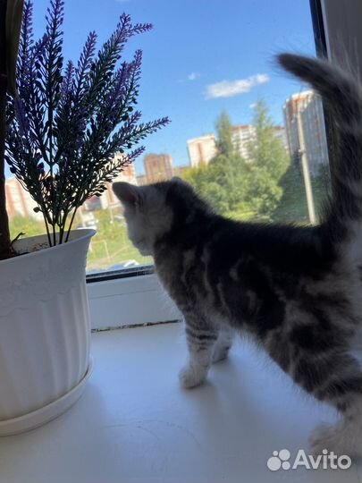 Британские котята