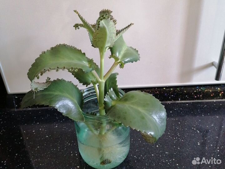 Каланхоэ Деграмона