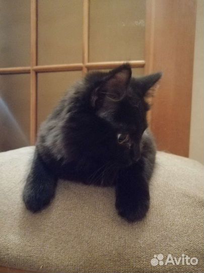 Чёрные котята ищут новый дом