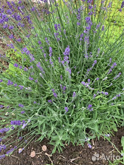 Лаванда садовая; Тимьян; Мелиса лимонная; Душица