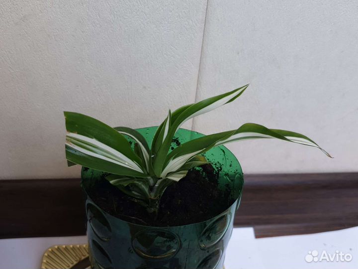 Кордилина драцена