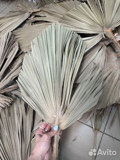 Листья пальмы