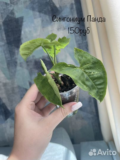 Сингониумы