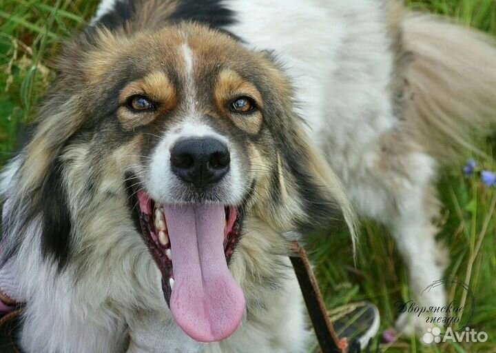 Собака в добрые руки