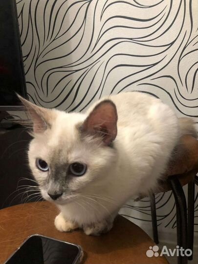 Кошка
