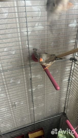 Птицы амадины