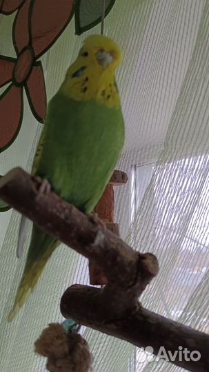 Пара ввп Чехов