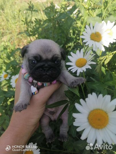 Щенки мопса