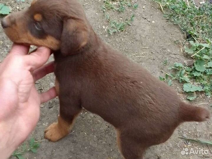 Щенки ягдтерьера редкого шоколадного окраса