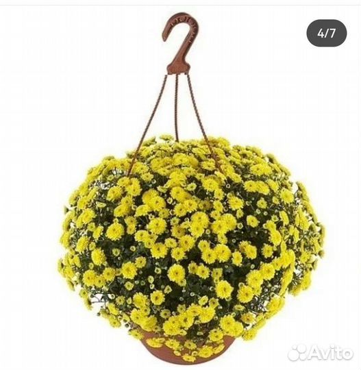 Ампельная хризантема