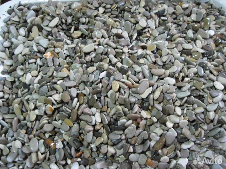 Бирюзовые попугаи Голубая панд и сомики Анциструсы