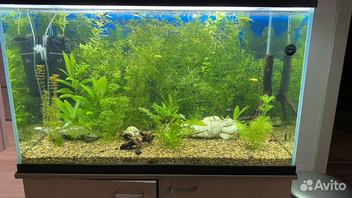 Аквариумное растение