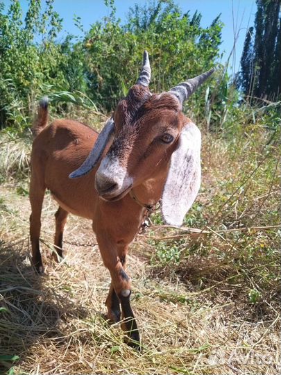 Нубийские козы