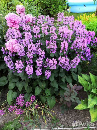 Садовые многолетники