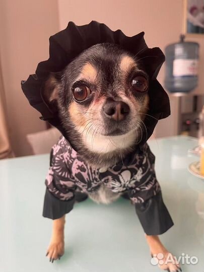 Комбинезон для собаки