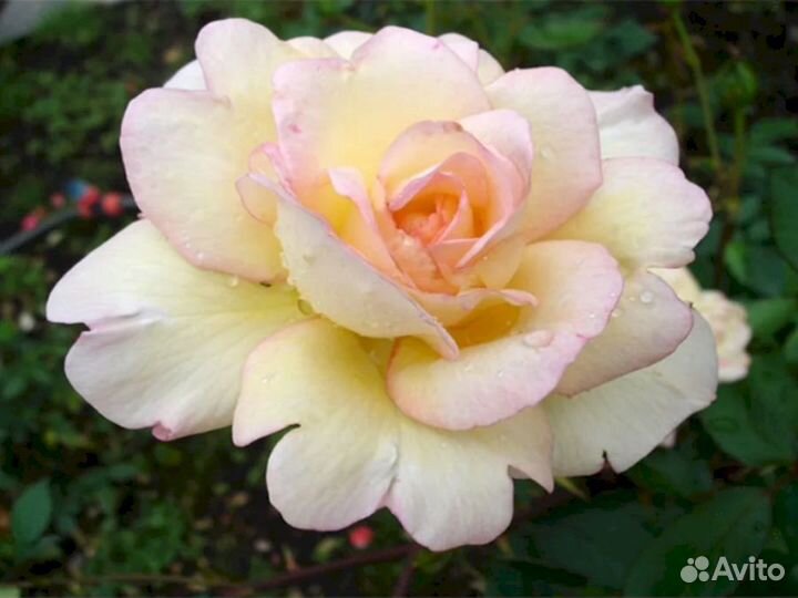 Саженцы роз Гэлакси