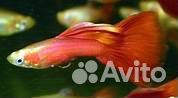 Аквариумные рыбки