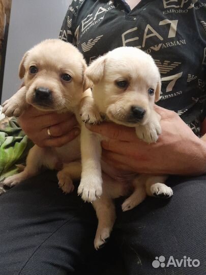 Лабрадорчики