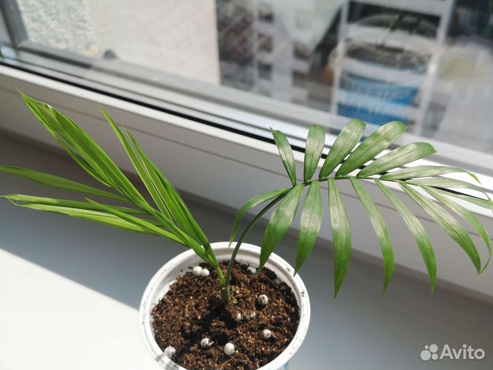 Кактусы. Пальма хамедорея