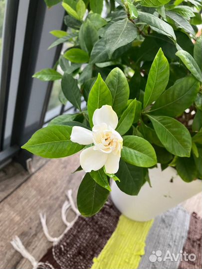 Отрежу черенки от гардения жасминовидной