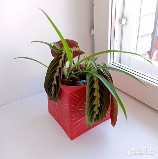 Маранта + хлорофитум. Оригинальная композиция