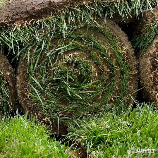 Рулонный газон под ключ