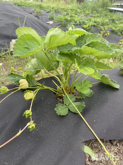 Рассада клубники