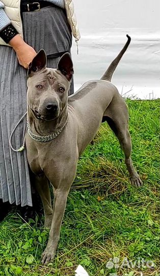 Вязка Кобель Тайский риджбек