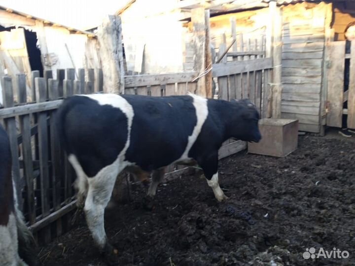 Бычки и быки