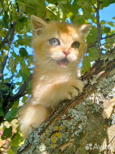 Красавец кот