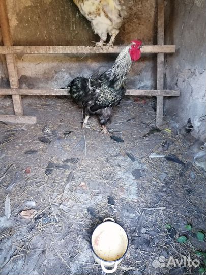 Петух брама