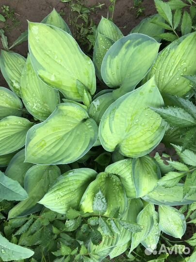 Хоста, пион, купальница