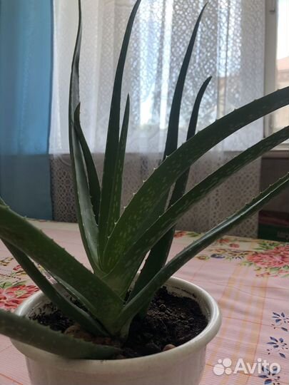 Алоэ 7 лет