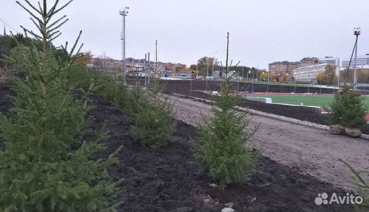 Сибирская ель экстра класс. Саженцы