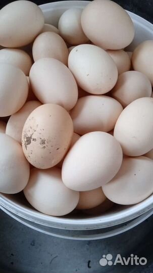 Яйцо домашнее и мясо бройлера