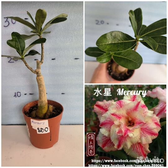 Адениум, прививки