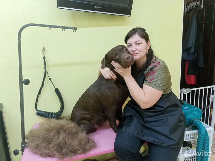 Услуги грумера